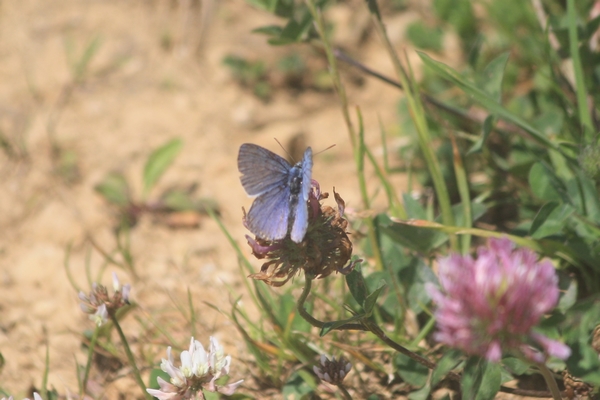 Polyommatus indéterminé  - Thomas Lux