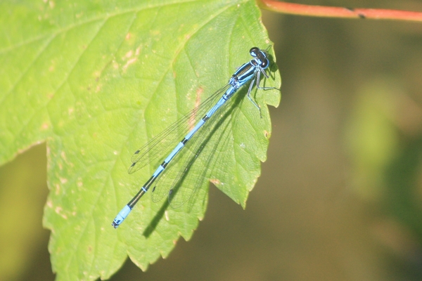 Agrion jouvencelle  - Thomas Lux