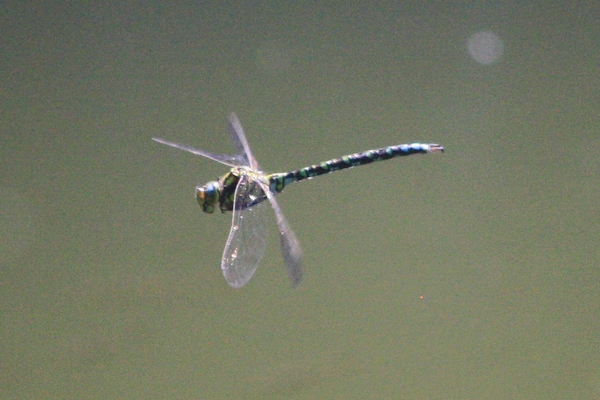 Blue Hawker  - Thomas Lux