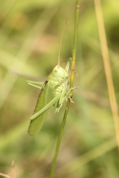 Grande Sauterelle verte  - Thomas Lux