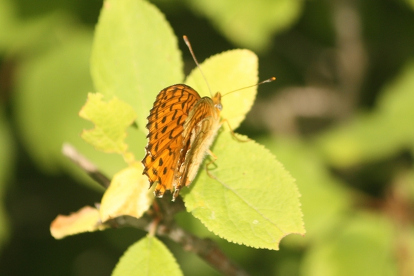 Marbled Fritillary  - Thomas Lux