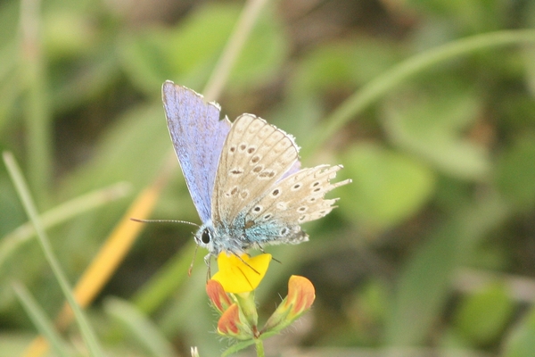 Polyommatus indéterminé  - Thomas Lux