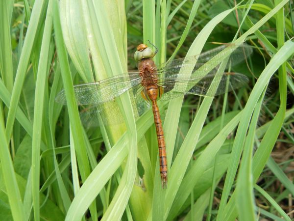 Aeschne isocèle 