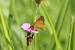 Large Skipper  - Thomas Lux