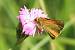 Large Skipper  - Thomas Lux