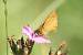 Large Skipper  - Thomas Lux