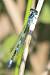 Agrion de Mercure  - Thomas Lux