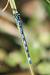 Agrion de Mercure  - Thomas Lux