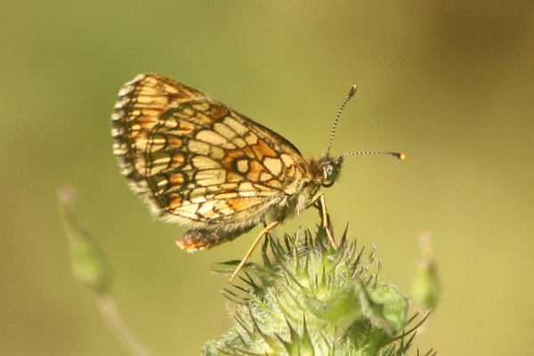 Melitaea indéterminé  - Thomas Lux