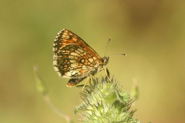 Melitaea indéterminé  - Thomas Lux