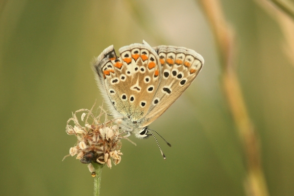 Common Blue  - Thomas Lux