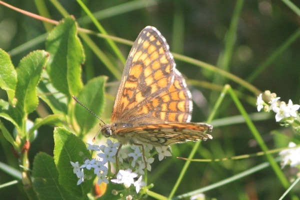 Melitaea indéterminé  - Thomas Lux