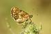 Melitaea indéterminé  - Thomas Lux