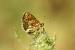 Melitaea indéterminé  - Thomas Lux