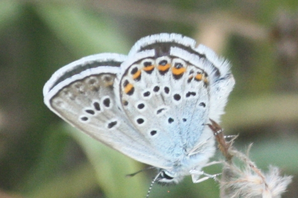 Silver-studded Blue  - Thomas Lux