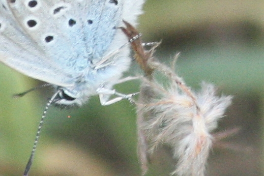 Silver-studded Blue  - Thomas Lux