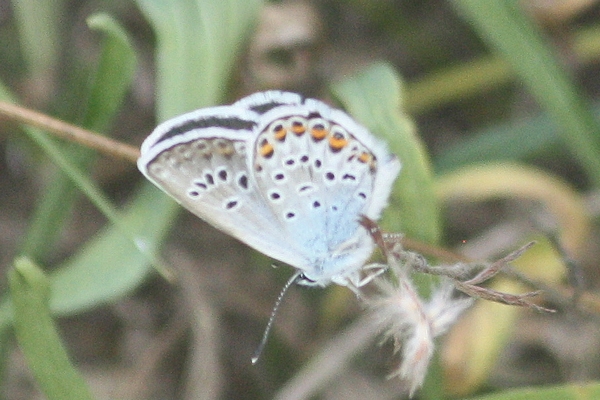 Silver-studded Blue  - Thomas Lux