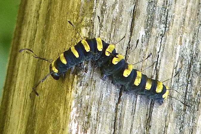 Acronicta alni  - Jacques Thiriet