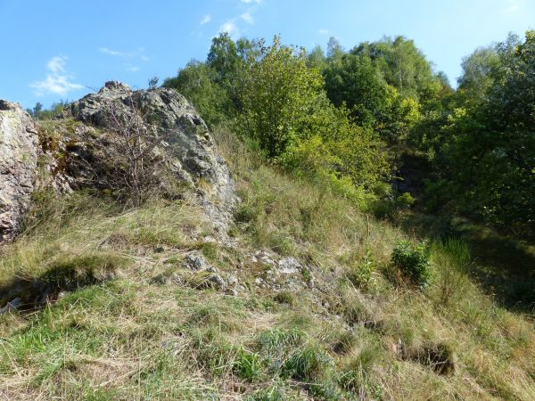 Ephippigère des vignes 