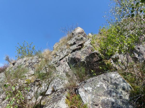 Ephippigère des vignes 