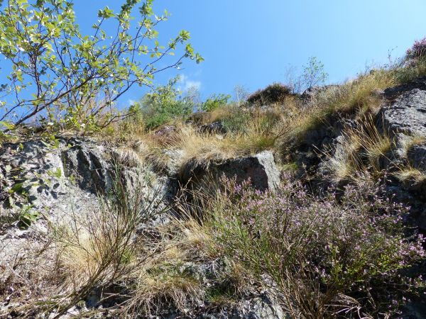 Ephippigère des vignes 