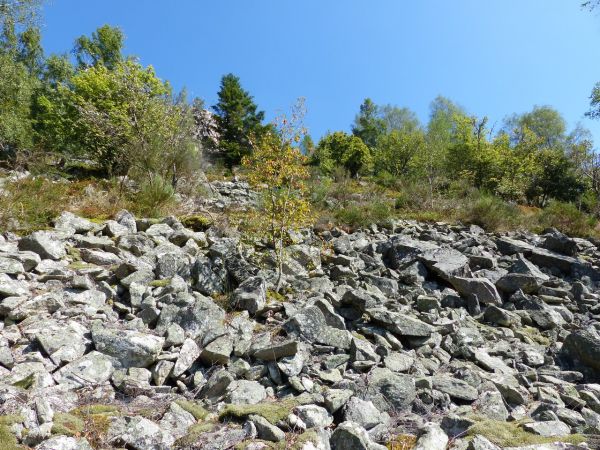 Ephippigère des vignes 