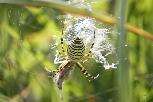 Argiope frelon  - Thomas Lux