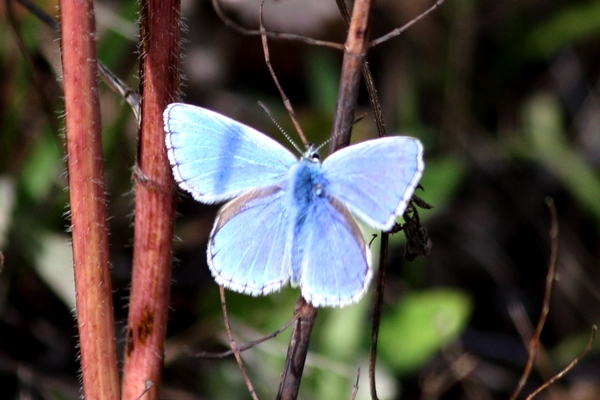 Azuré bleu céleste  - Thomas Lux
