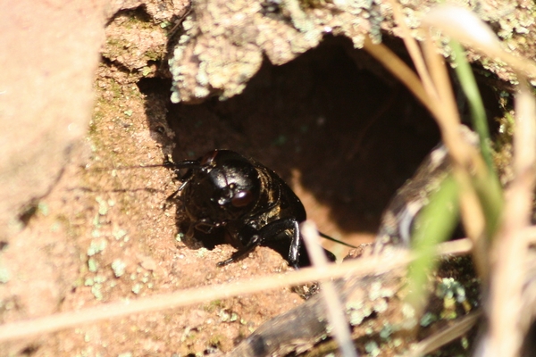 Field Cricket  - Thomas Lux