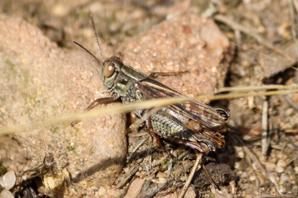 Caloptène italien  - Thomas Lux