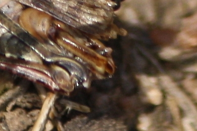 Italian locust  - Thomas Lux
