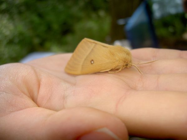 Bombyx du Chêne 