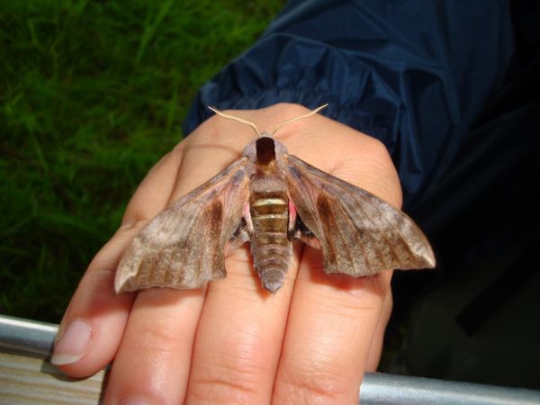 Sphinx demi-paon 