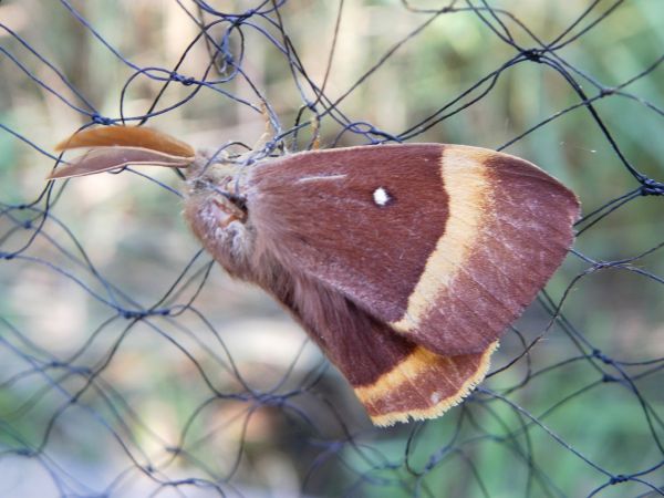 Bombyx du Chêne 