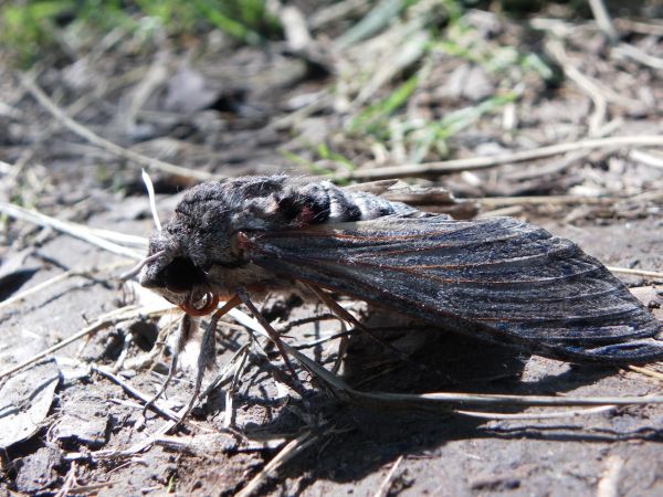 Agrius convolvuli 
