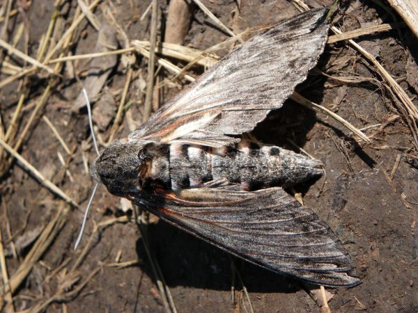 Sphinx du Liseron 