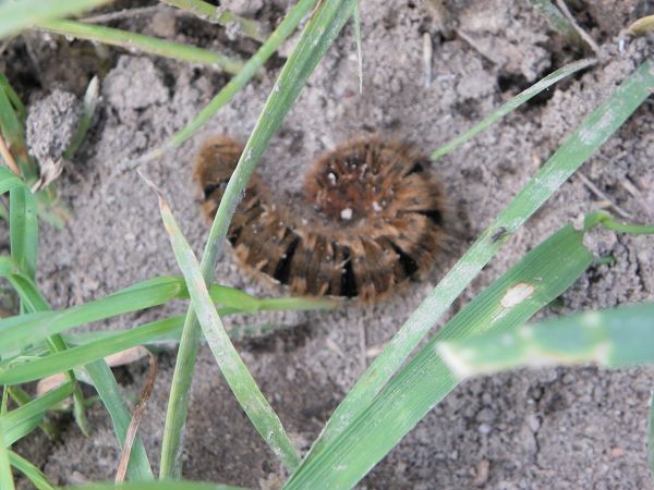 Bombyx du Chêne 