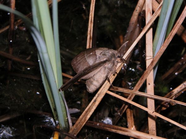 Bombyx de la Ronce 