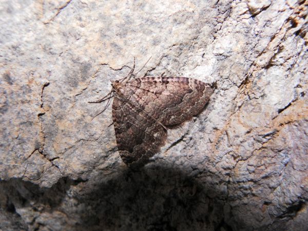 Triphosa dubitata 