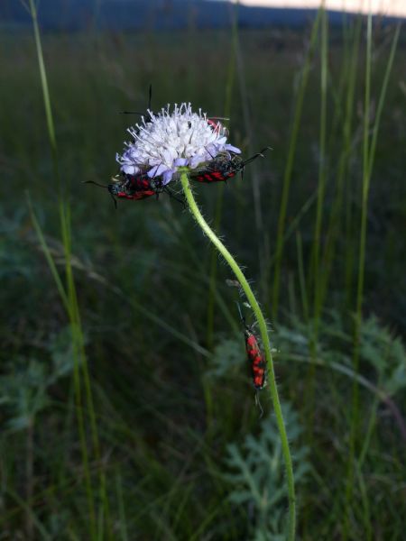 Six-Spot Burnet 
