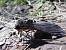 Sphinx du Liseron 