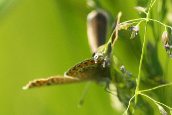 Plebejus indéterminé  - Thomas Lux
