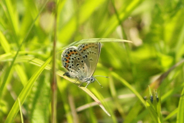 Plebejus indéterminé  - Thomas Lux