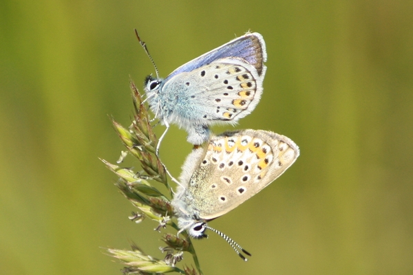 Plebejus indéterminé  - Thomas Lux