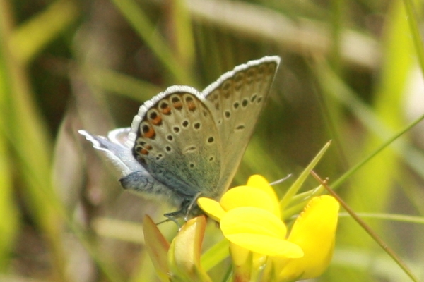 Polyommatus indéterminé  - Thomas Lux