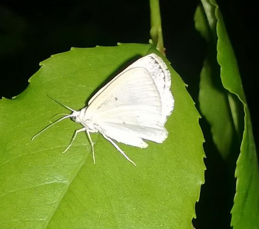 Lomographa temerata  - Thomas Lux