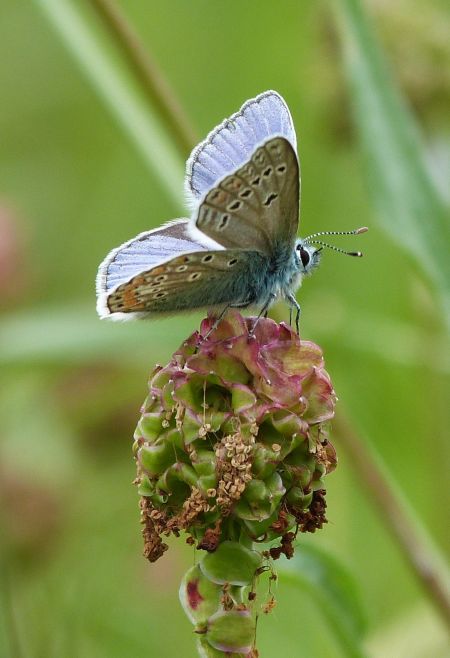 Chapman's Blue  - Sylvain Lethuillier