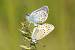 Plebejus indéterminé  - Thomas Lux
