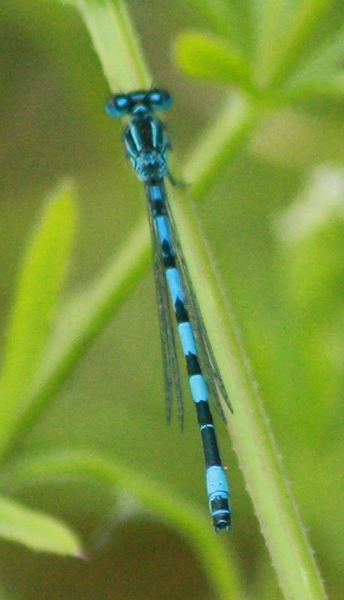 Mercury Bluet  - Thomas Lux