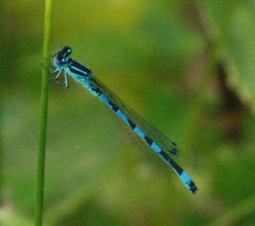 Agrion de Mercure  - Thomas Lux